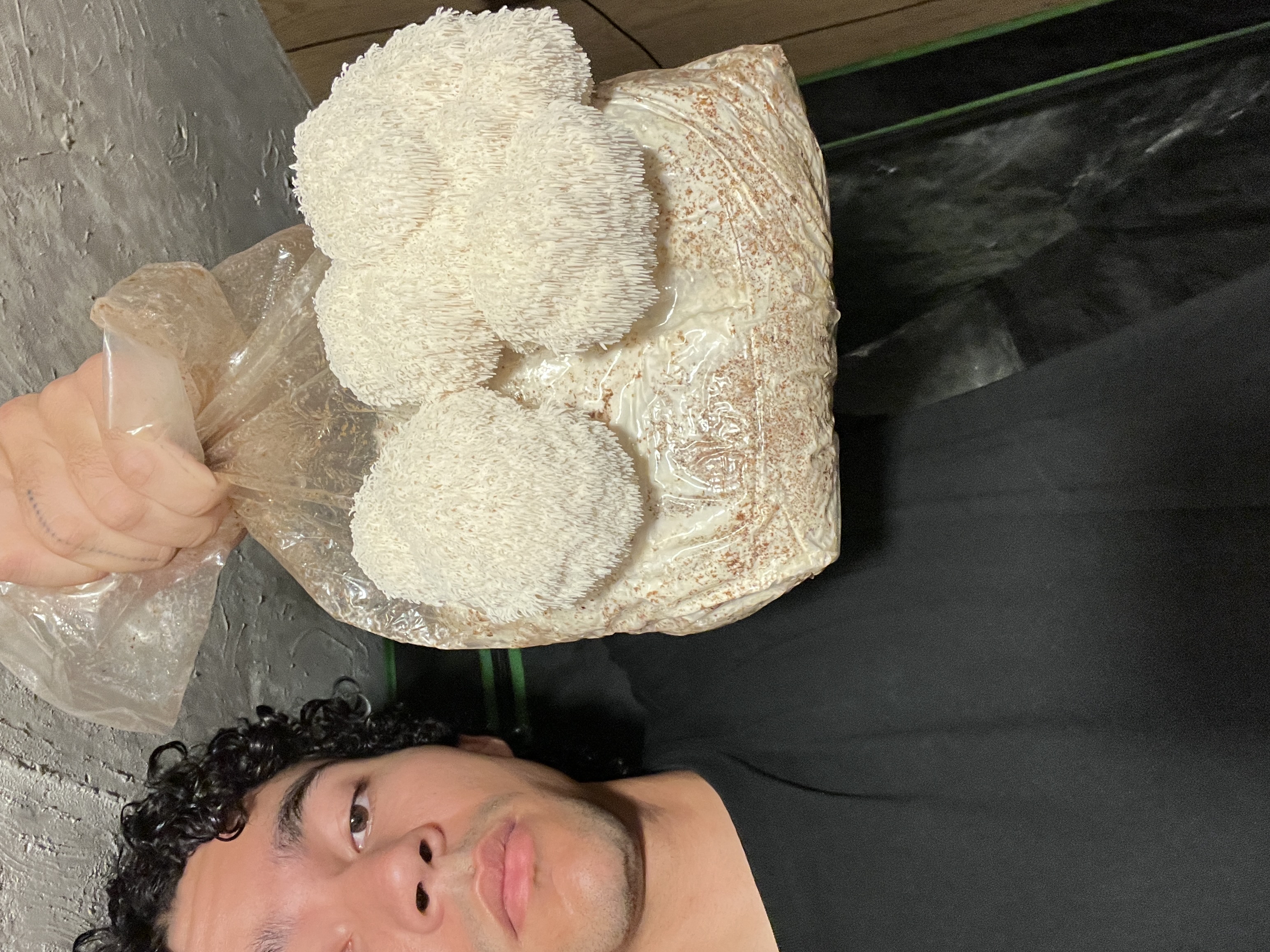 Medicinal Lionsmane mushrooms