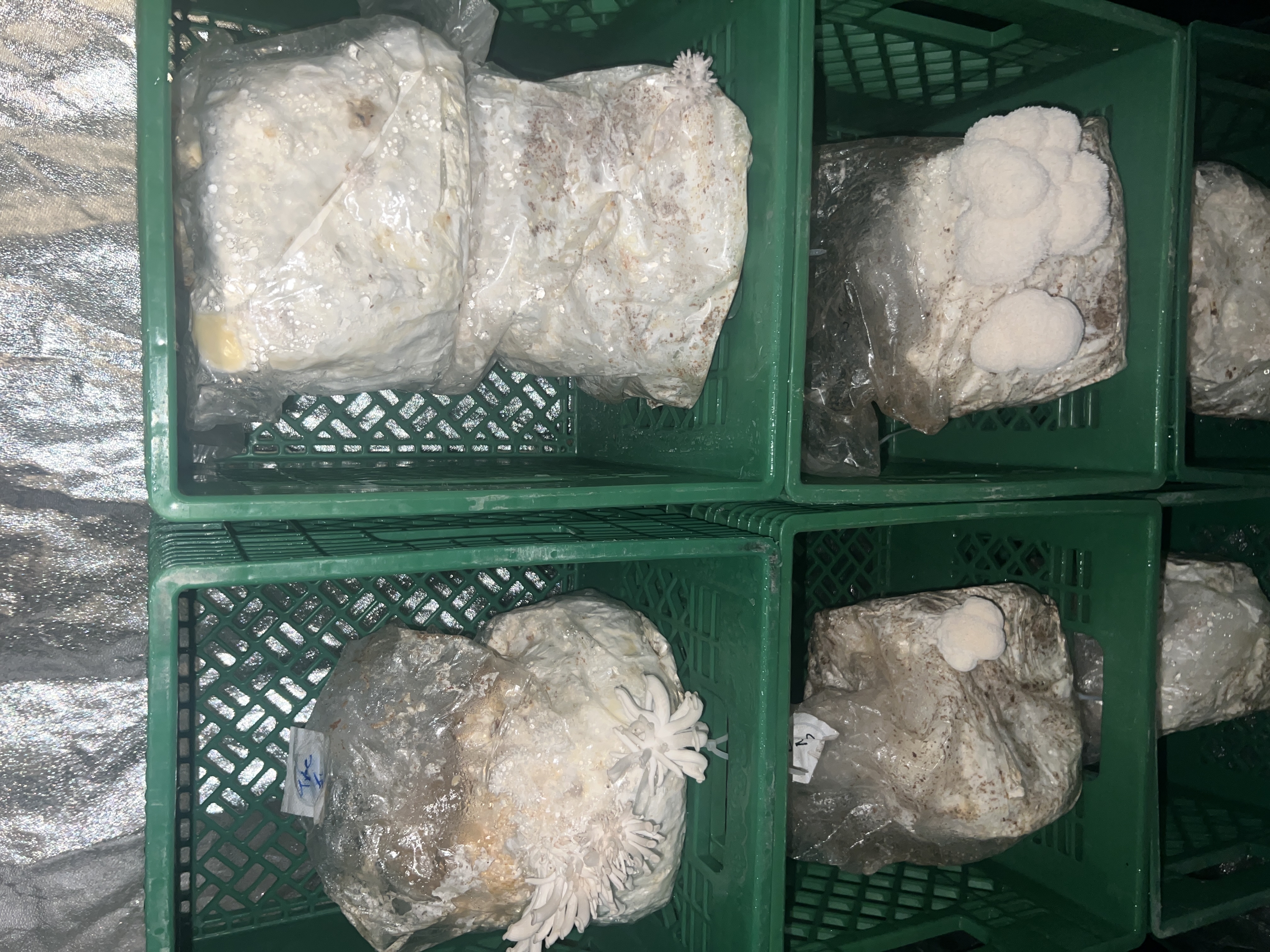 Modular mushroom production chamber